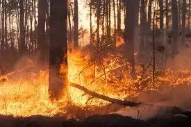 Revoca stato di massima pericolosità incendi boschivi